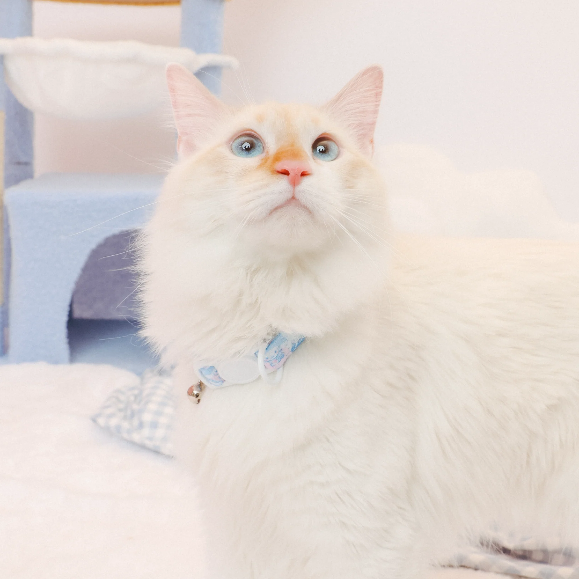 Cinnamoroll x Sassy Woof Cat Collar (Clouds) - Image 2